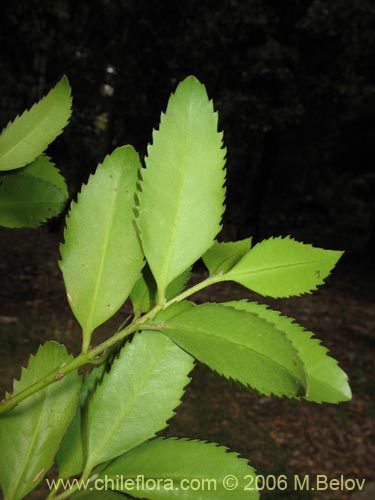 Imágen de Laureliopsis philippiana (Tepa / Laurela). Haga un clic para aumentar parte de imágen.